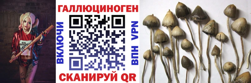 Псилоцибиновые грибы мицелий  купить наркотики цена  Красногорск 