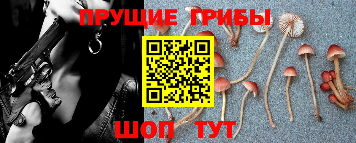 Псилоцибиновые грибы Cubensis Красногорск